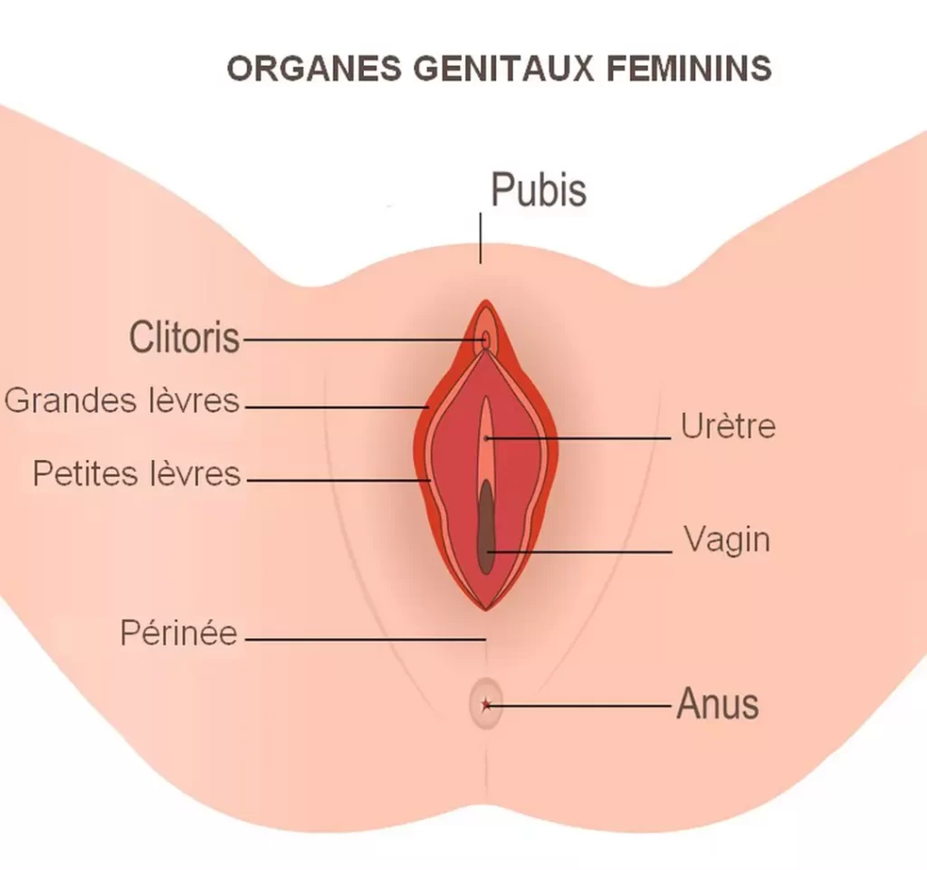 clitoris localisation stimulation